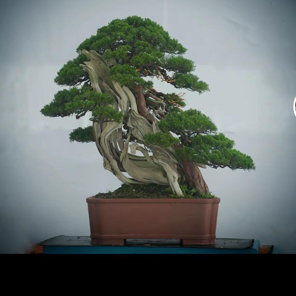 荷之辰盆景园