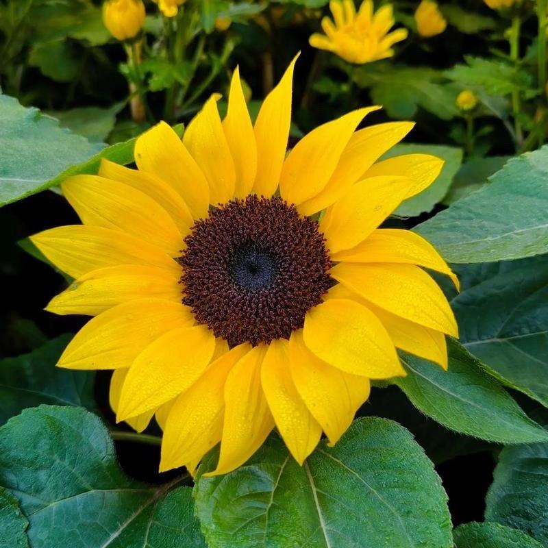 努®️力🌻🀄️