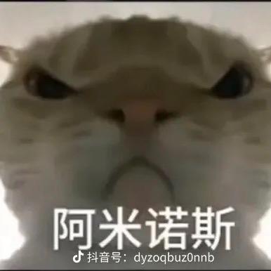 地皮鼠鼠