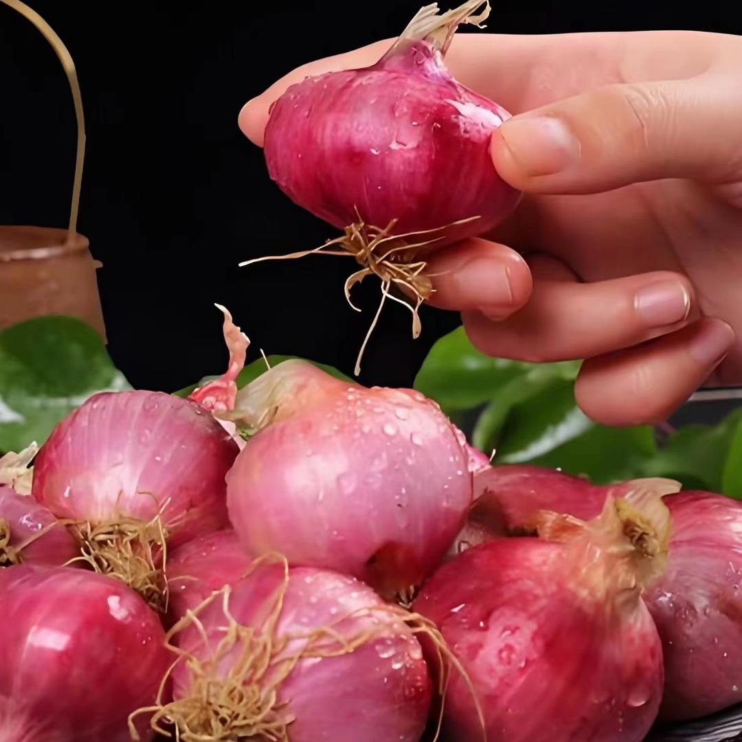 珍珠玛瑙水果小洋葱