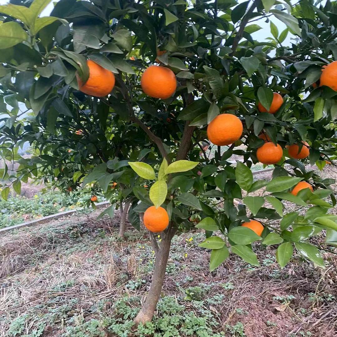 断 马