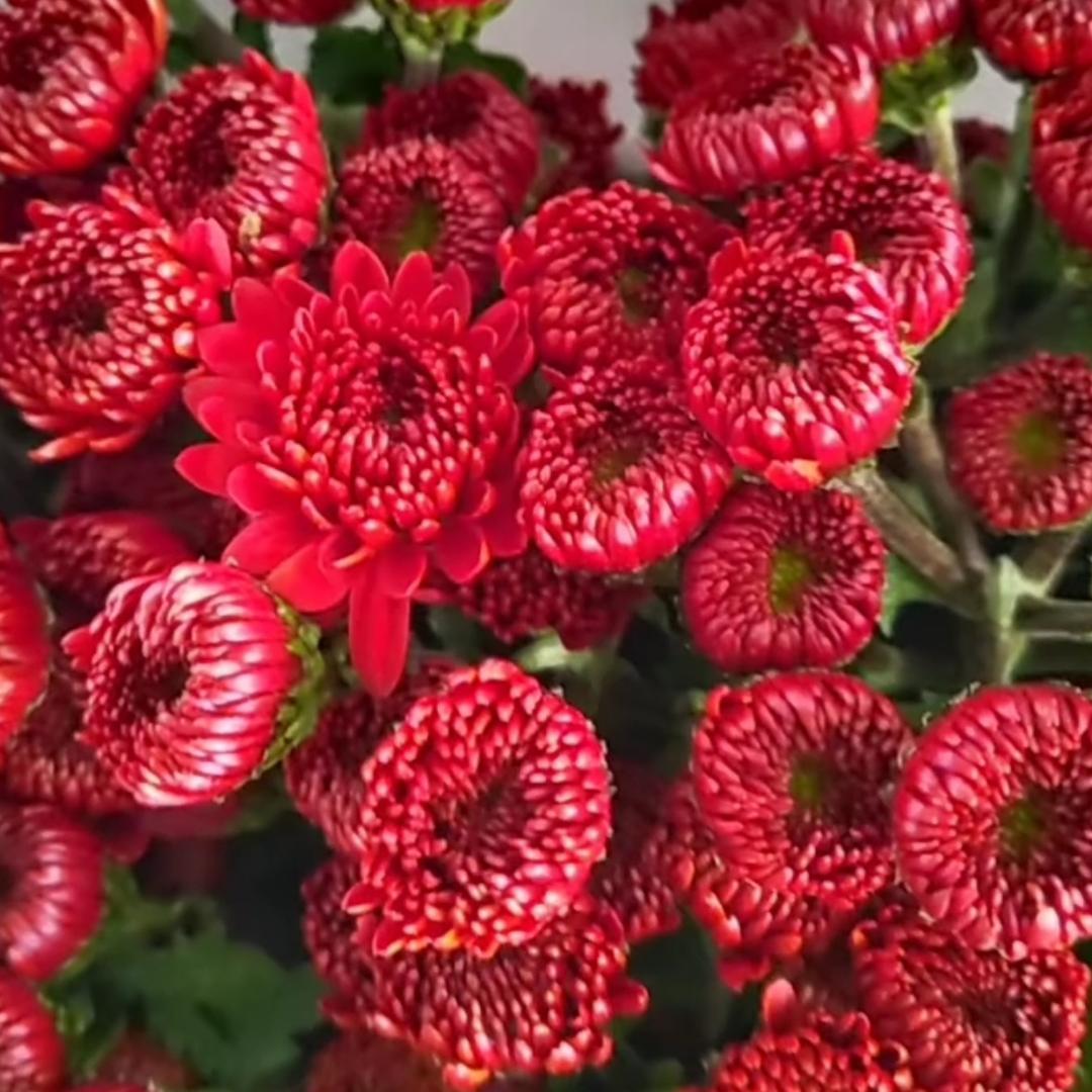 @余生$随心🌹🌺