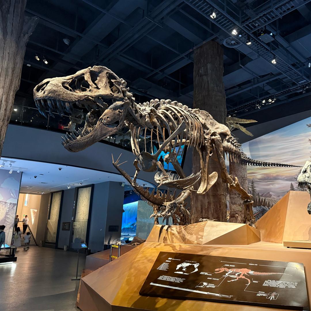 一只霸王龙🦖