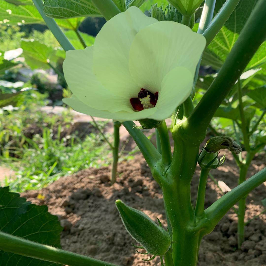 小辣椒的菜园