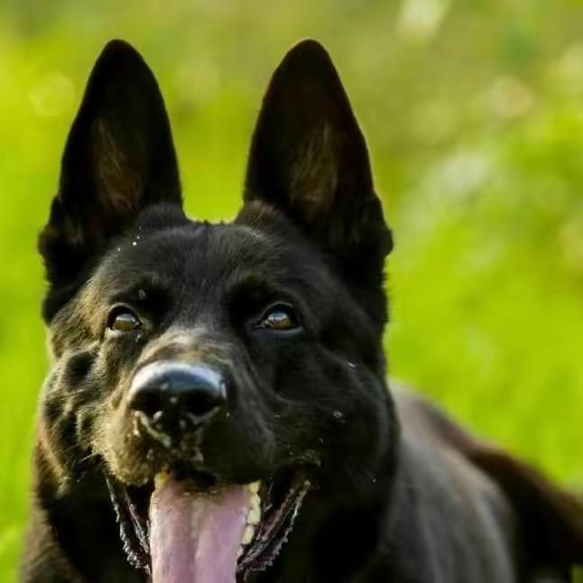 工作犬训练学校