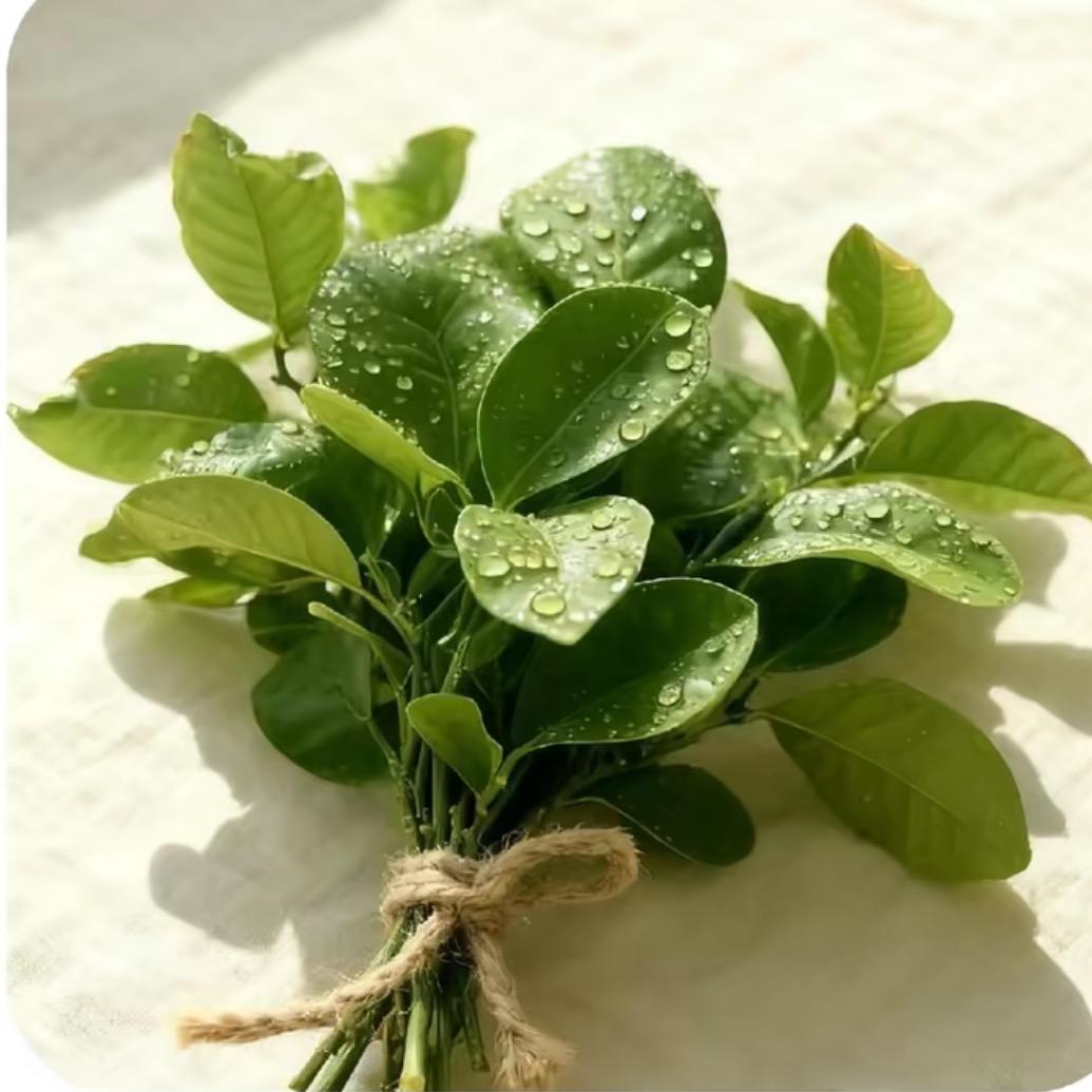 🍃🍃