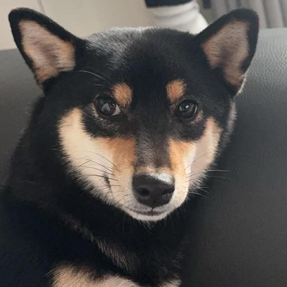 阿图是只柴☀️