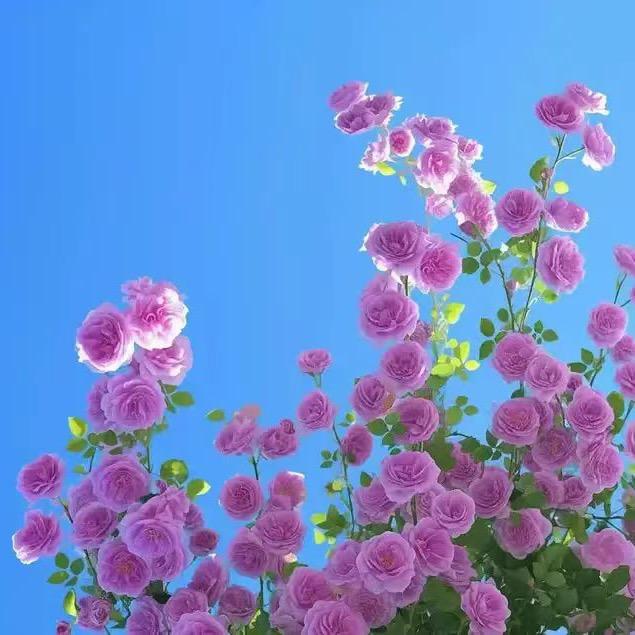 如花🌸