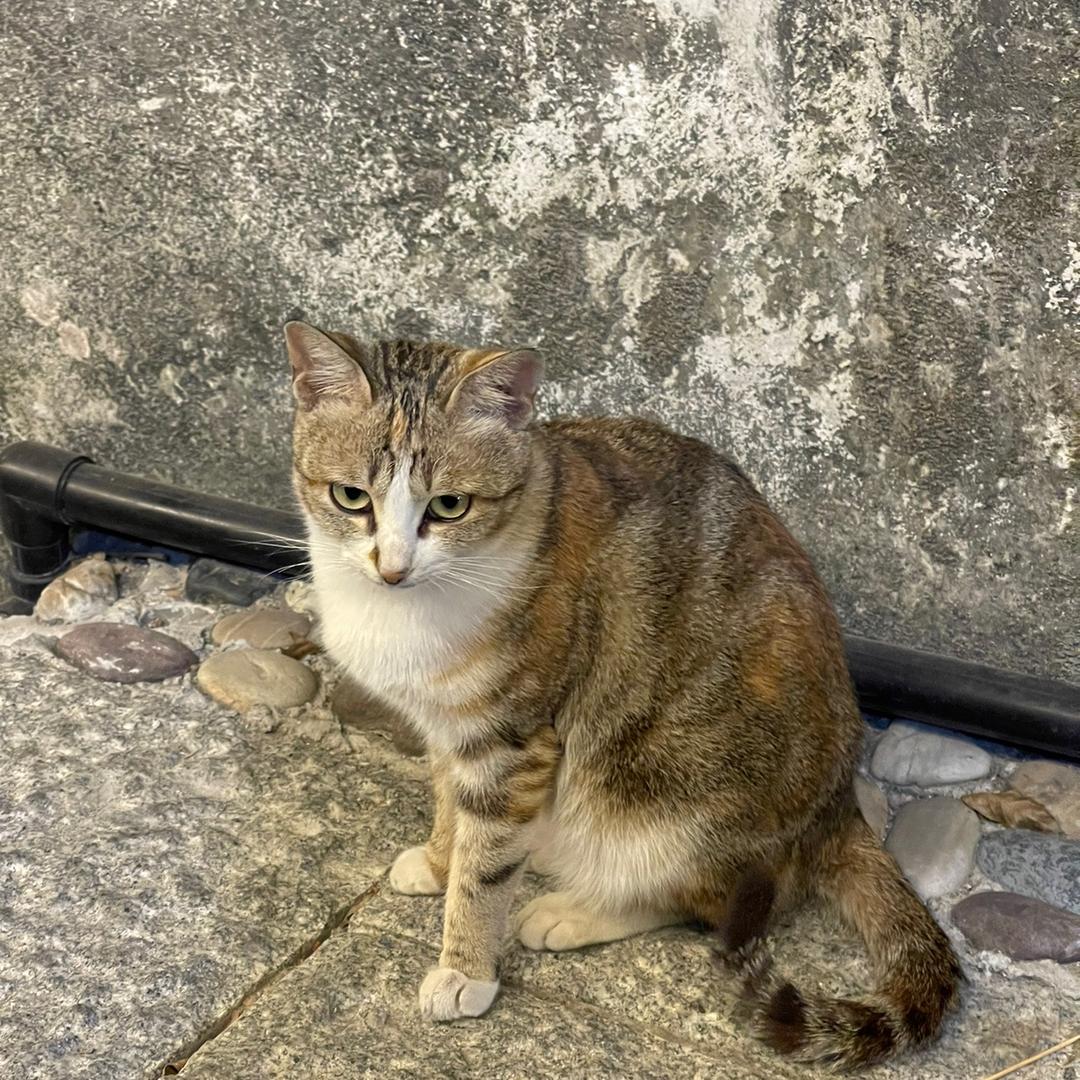 魔法🪄与猫咪🐱