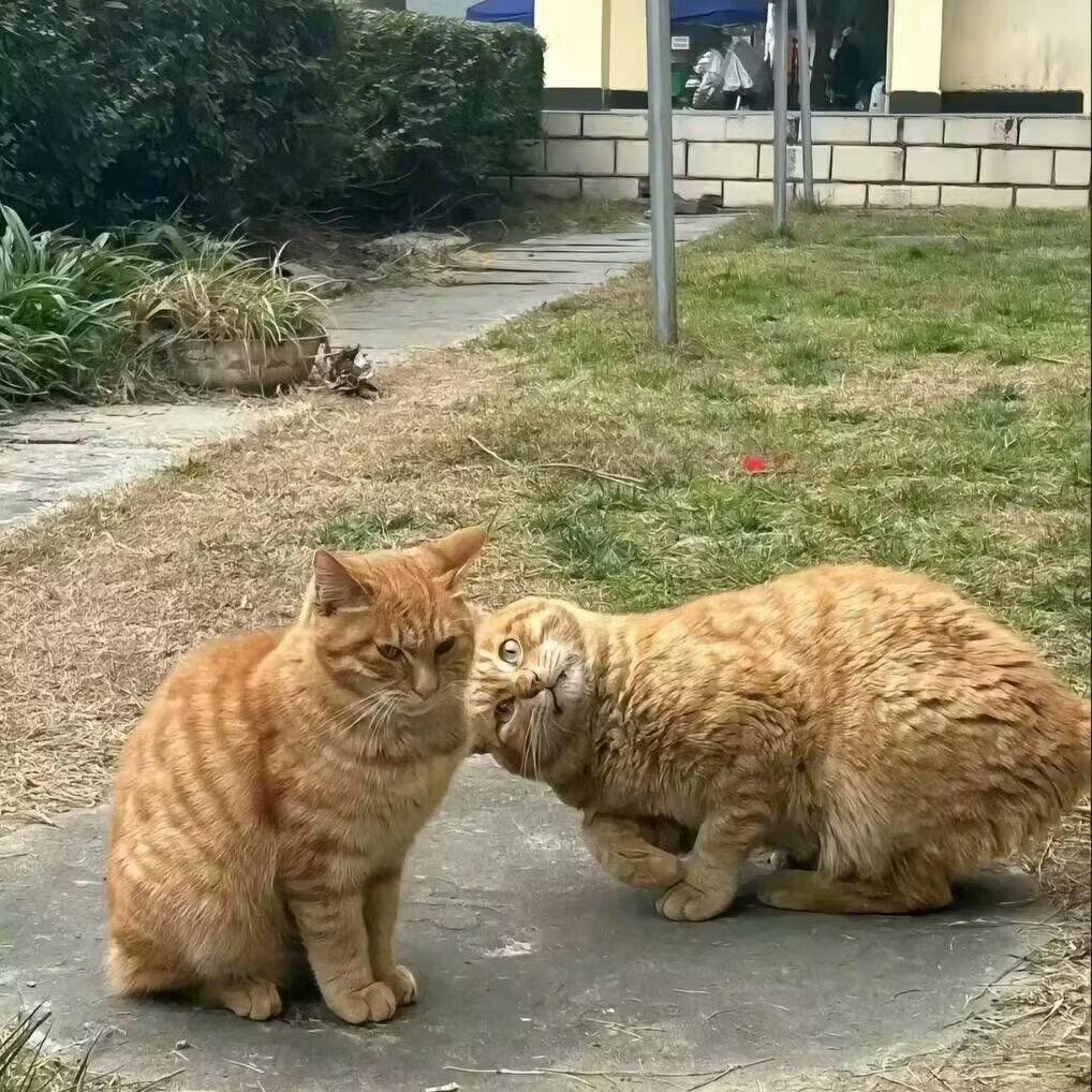 乜嘢都某