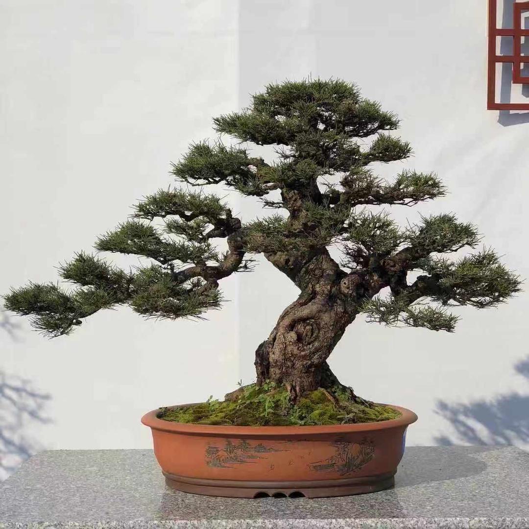 泓景盆景基地批发