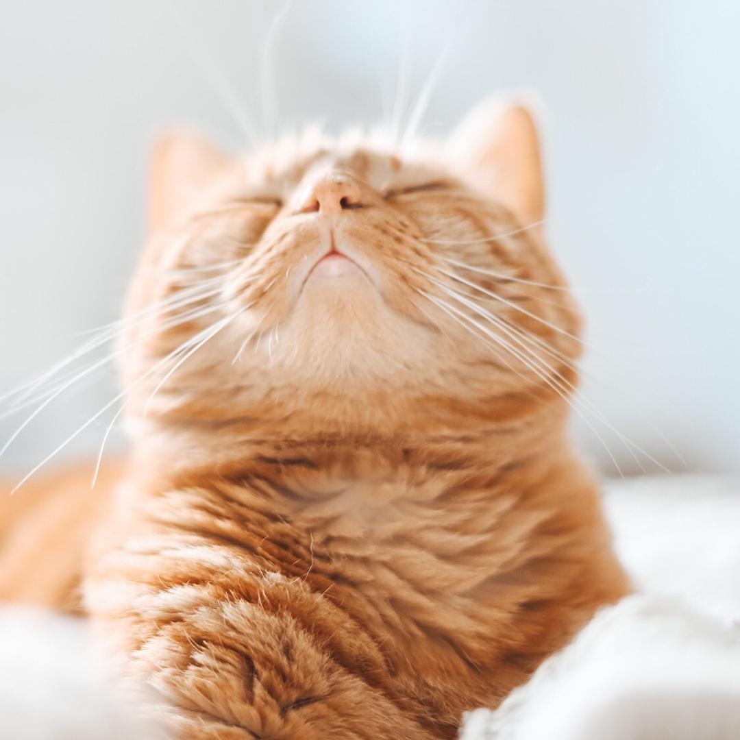 你今日食佐饭未