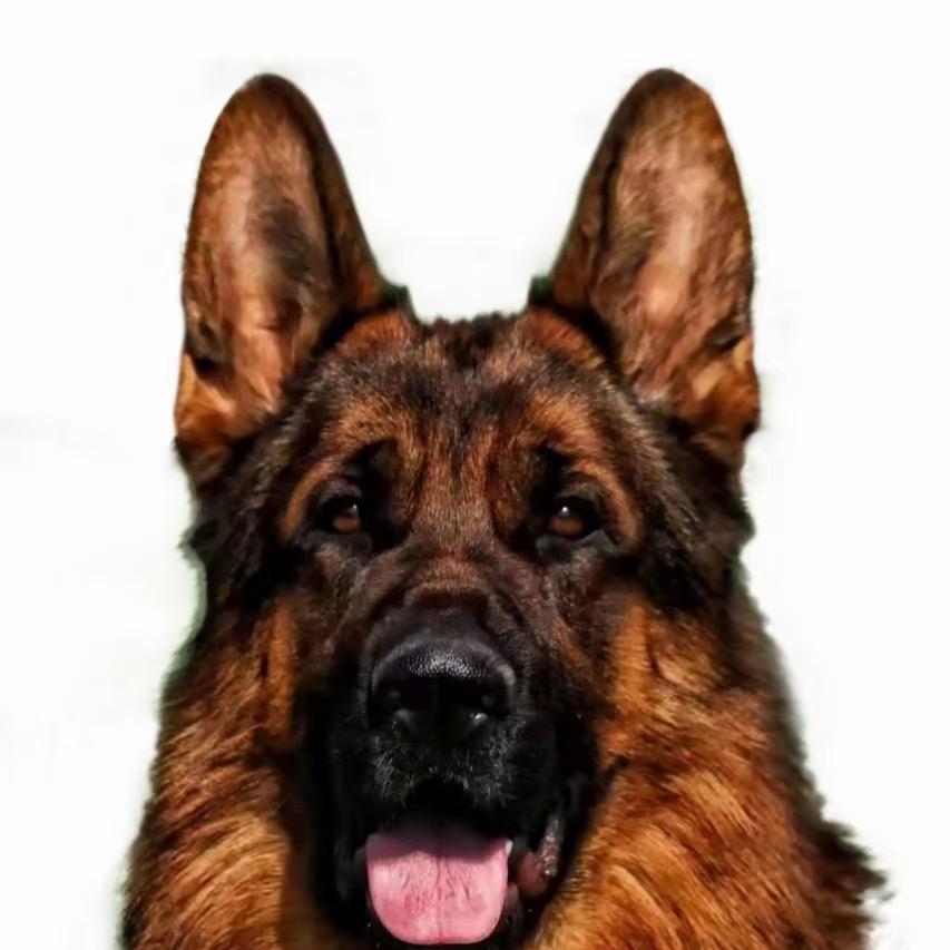 侯哥德牧.乌蓝 雷戈