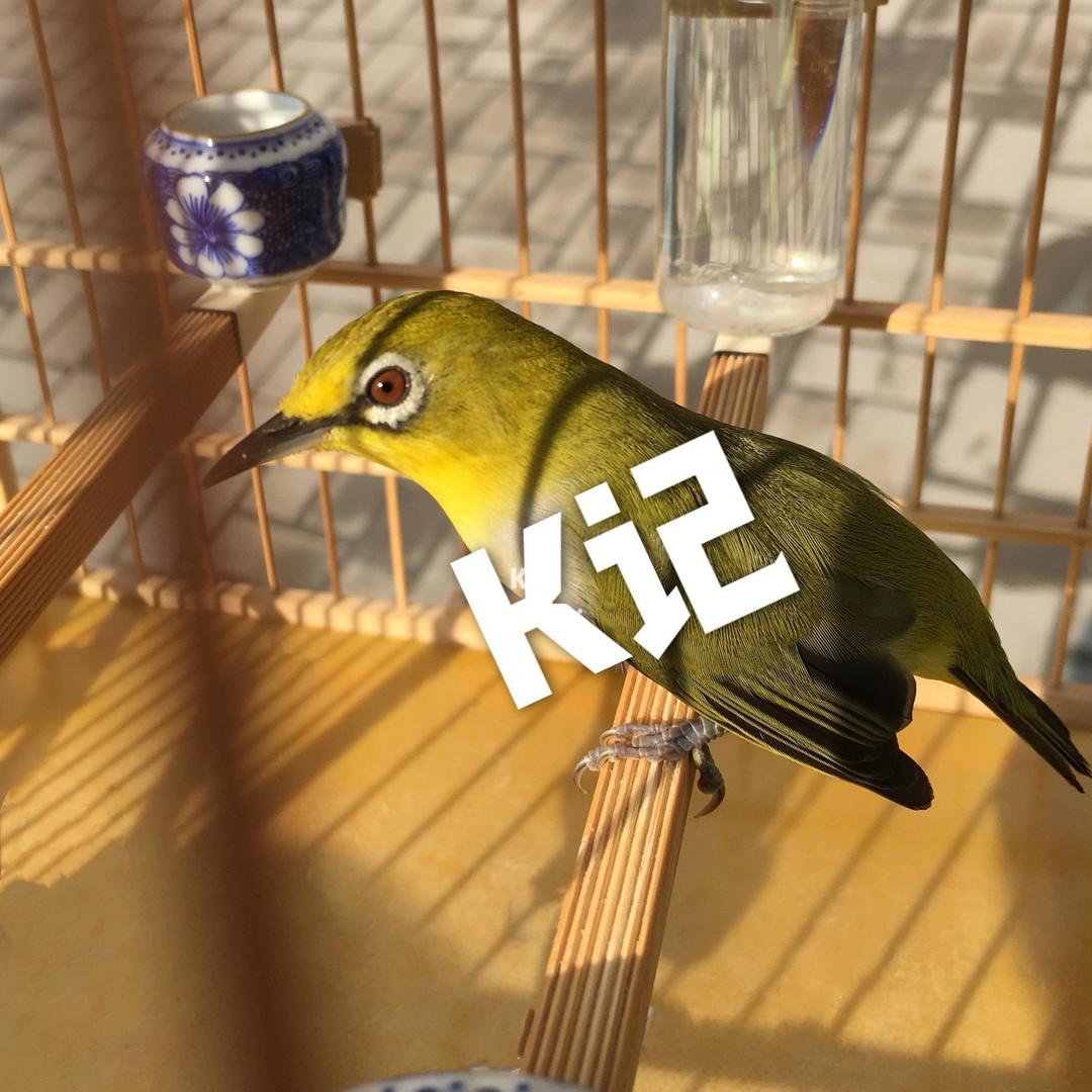 K记鸟粮