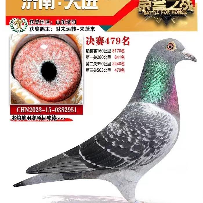 乡村阿来信鸽