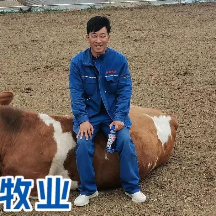 铭哥牛哄哄（锋麟牧业）