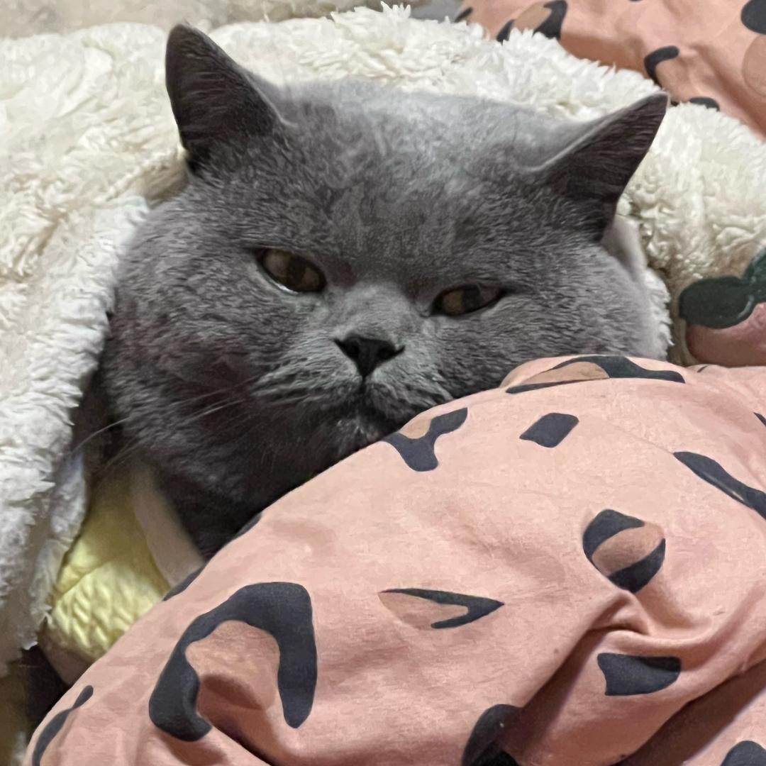 小懒