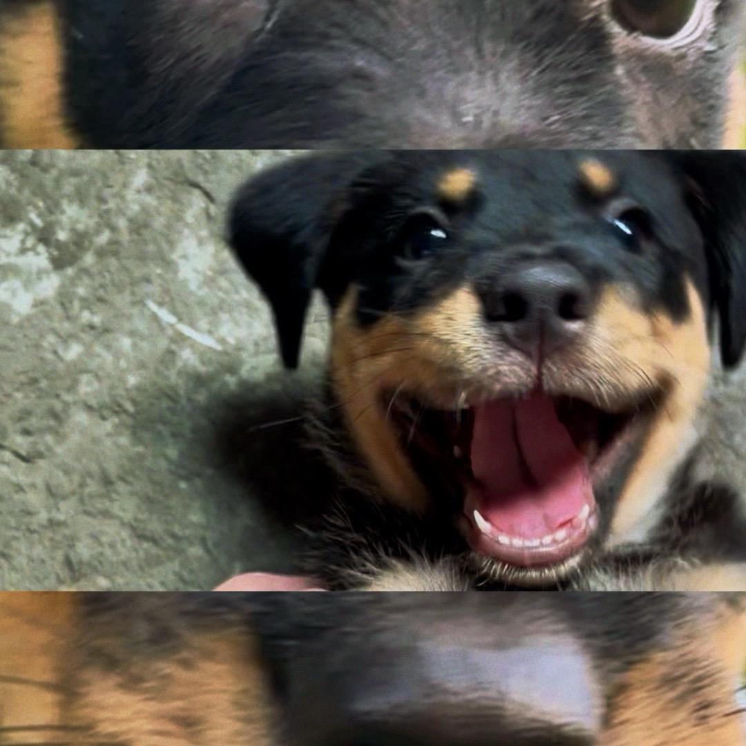 馒头是只狗
