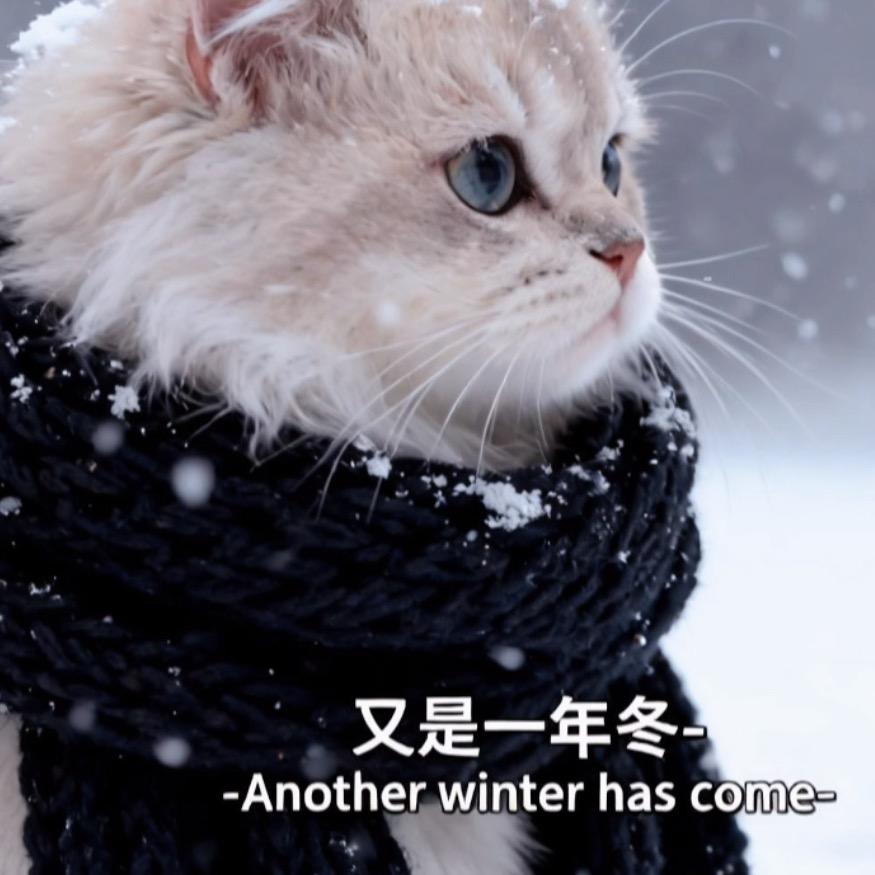 米可有猫
