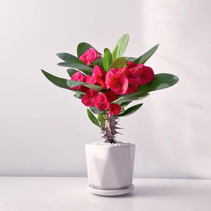 鹏飞花艺