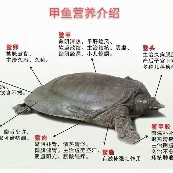 鲜鸿水产