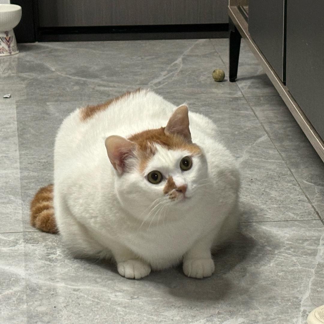 四只狗不理猫咪