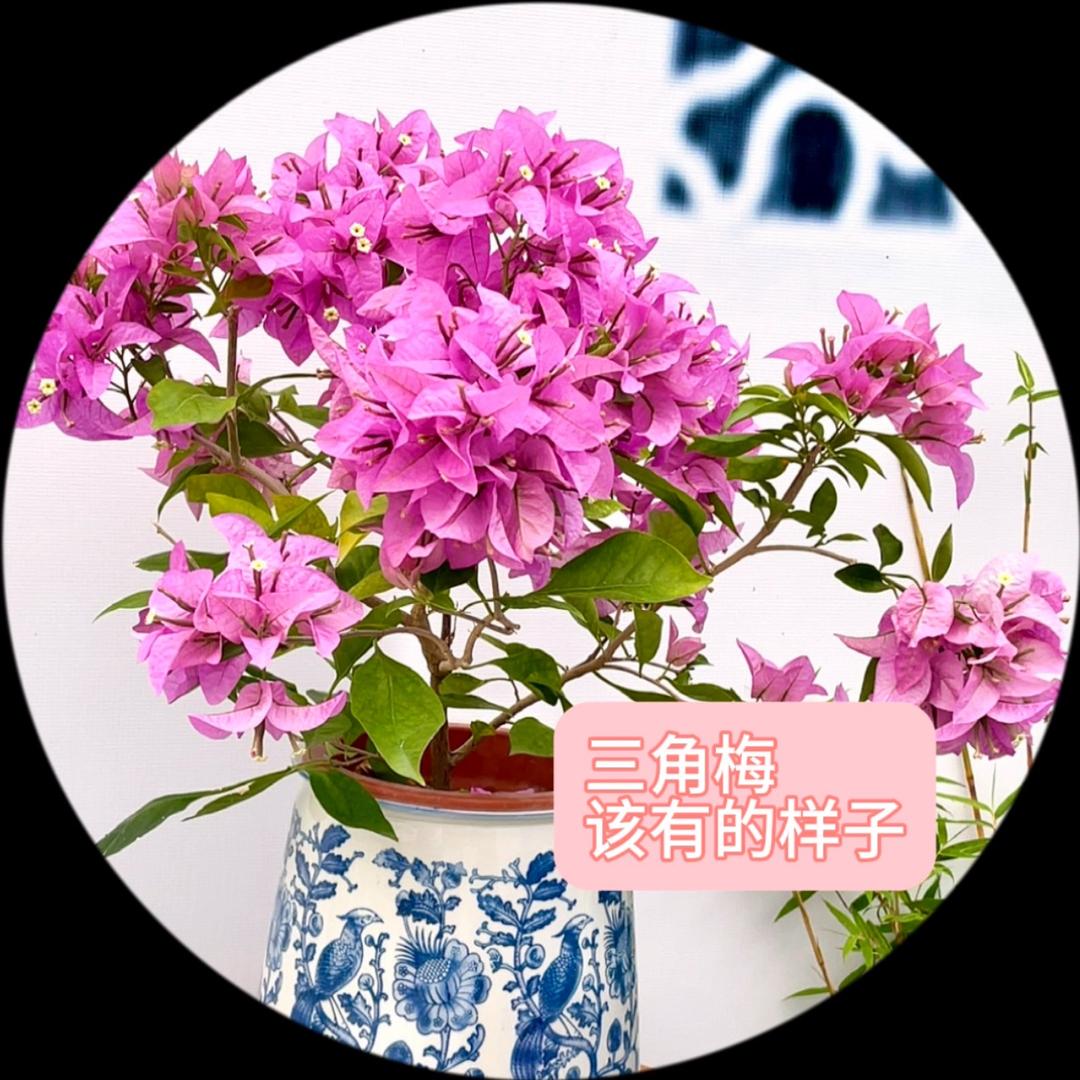 花木晚三角梅园艺