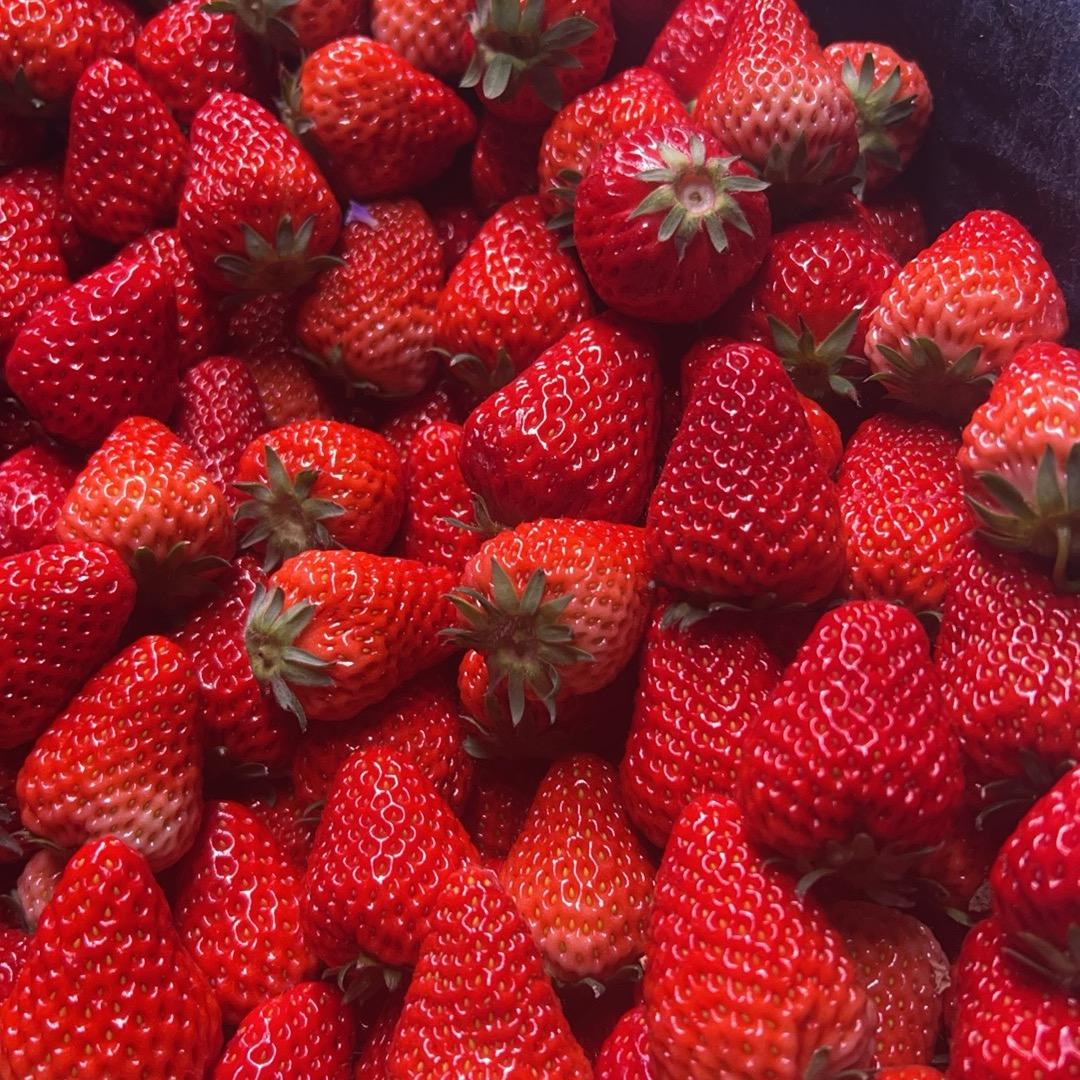长丰草莓🍓