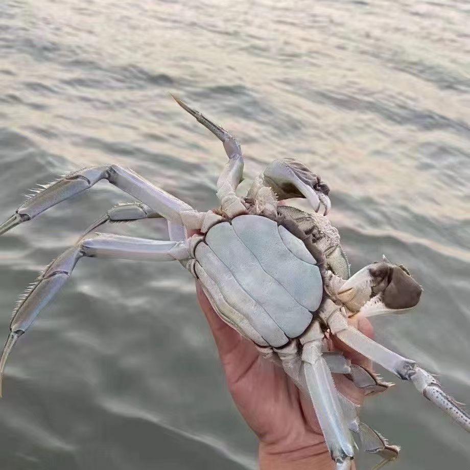 海哥(精品大闸蟹)