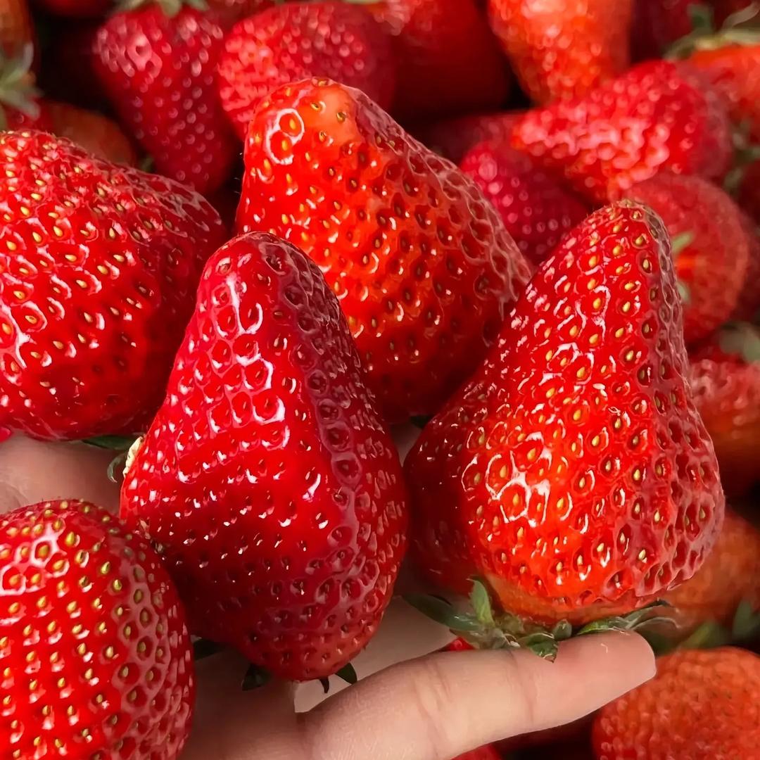 今春意水果产地溯源