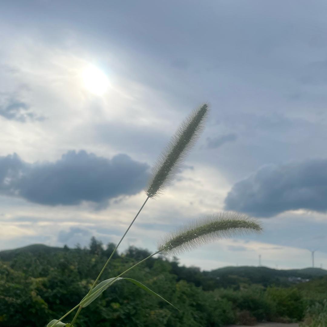 球球爱吃大蒜