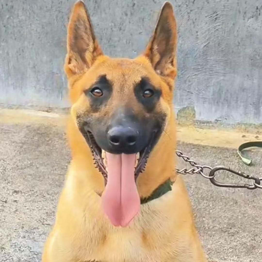 蔺鑫宠物（马犬）