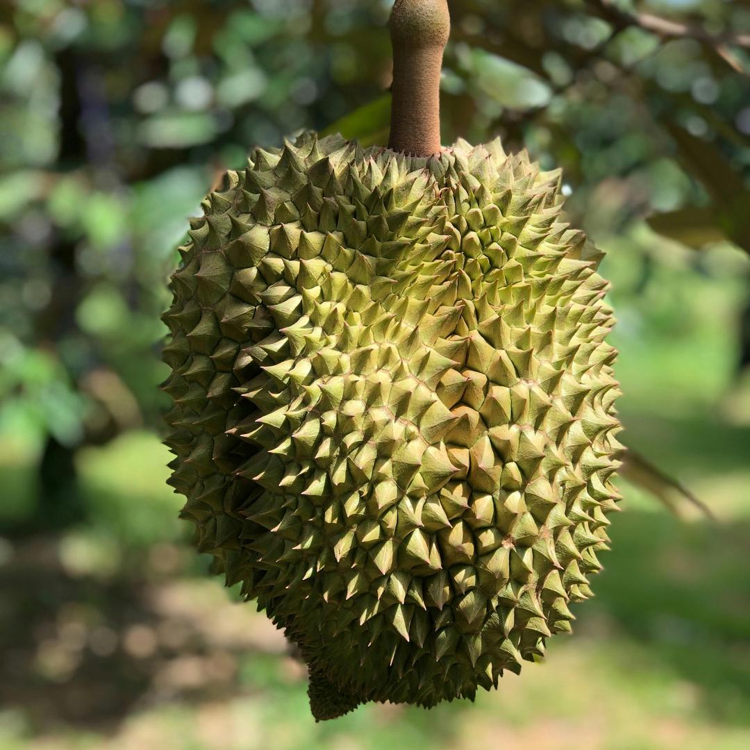 缤纷缤纷果果园