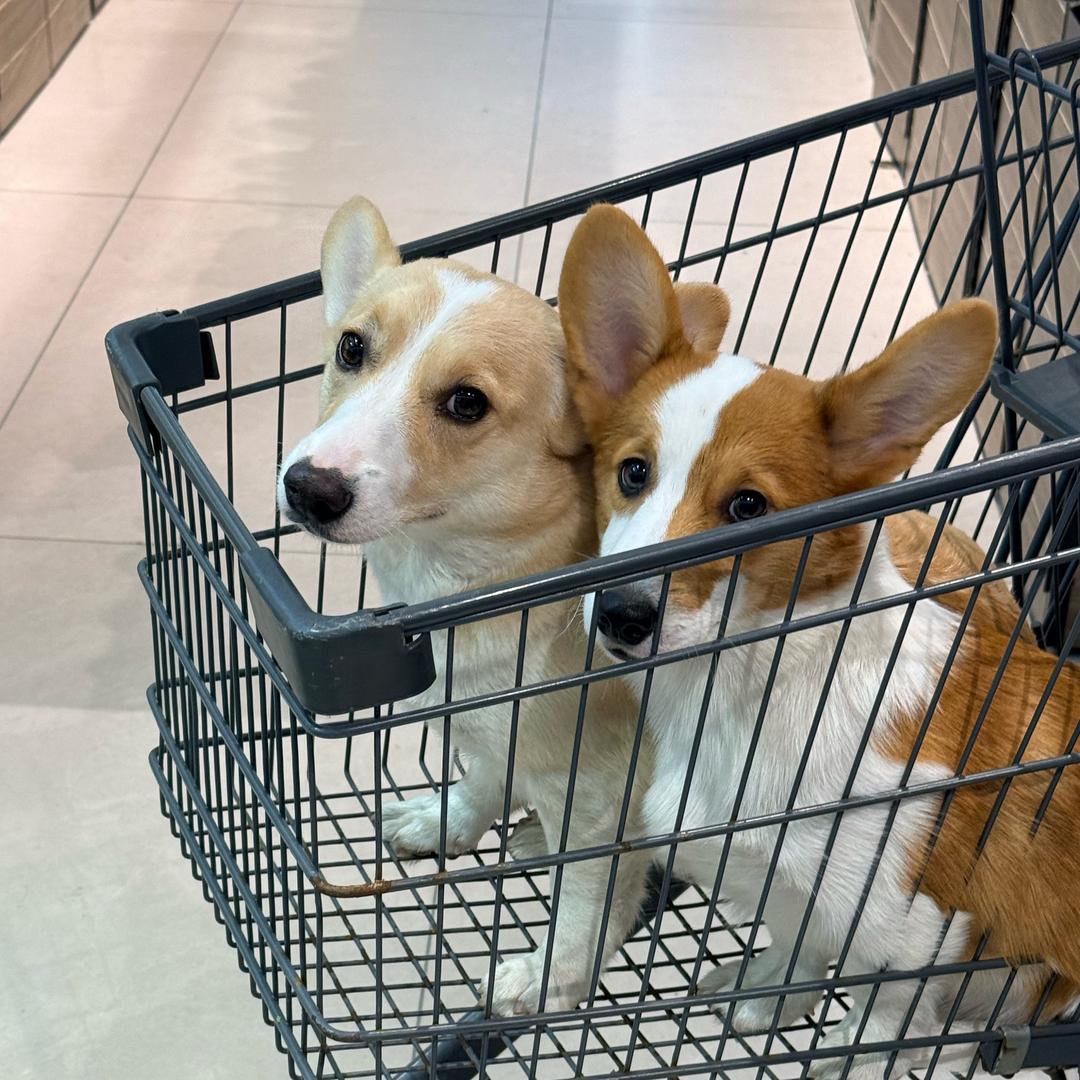 葡萄成熟时、
