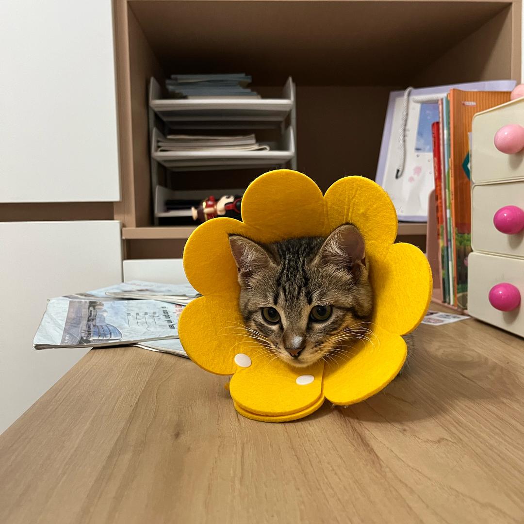 饼干是只🐱
