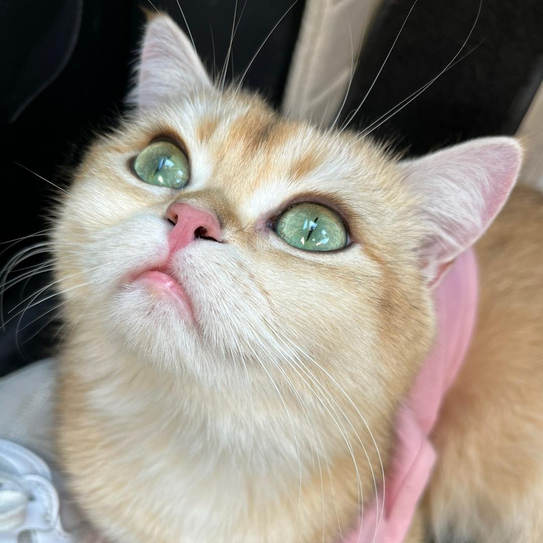 闹闹の纯纯