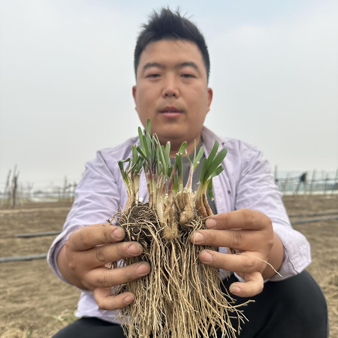 寿光市晨圣种苗