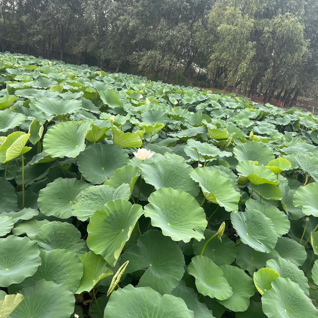 马克菠萝