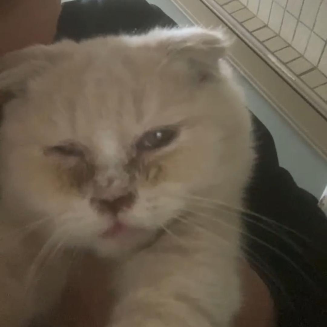 潮州北堤夜市桥下猫贩子避雷