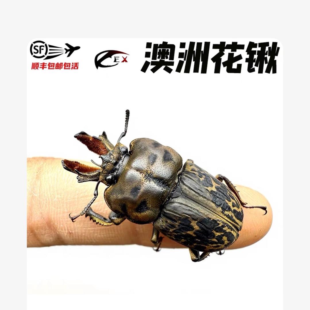 温达和格雷