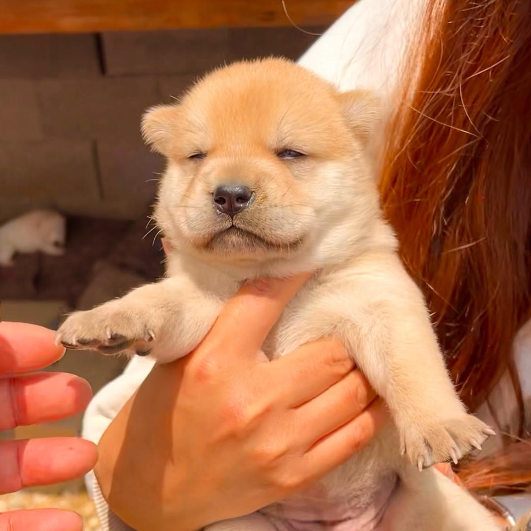《狗哥》中华田园犬