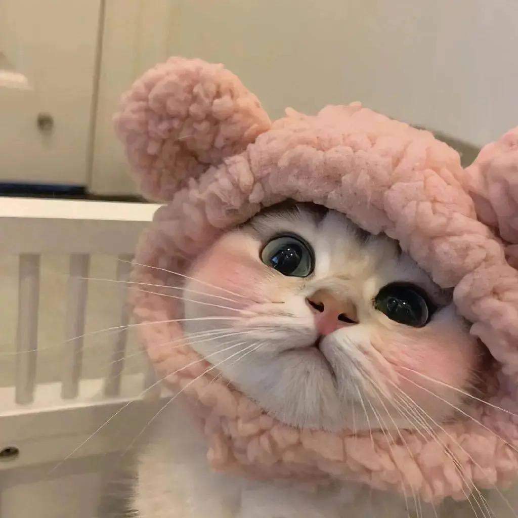 呆瓜