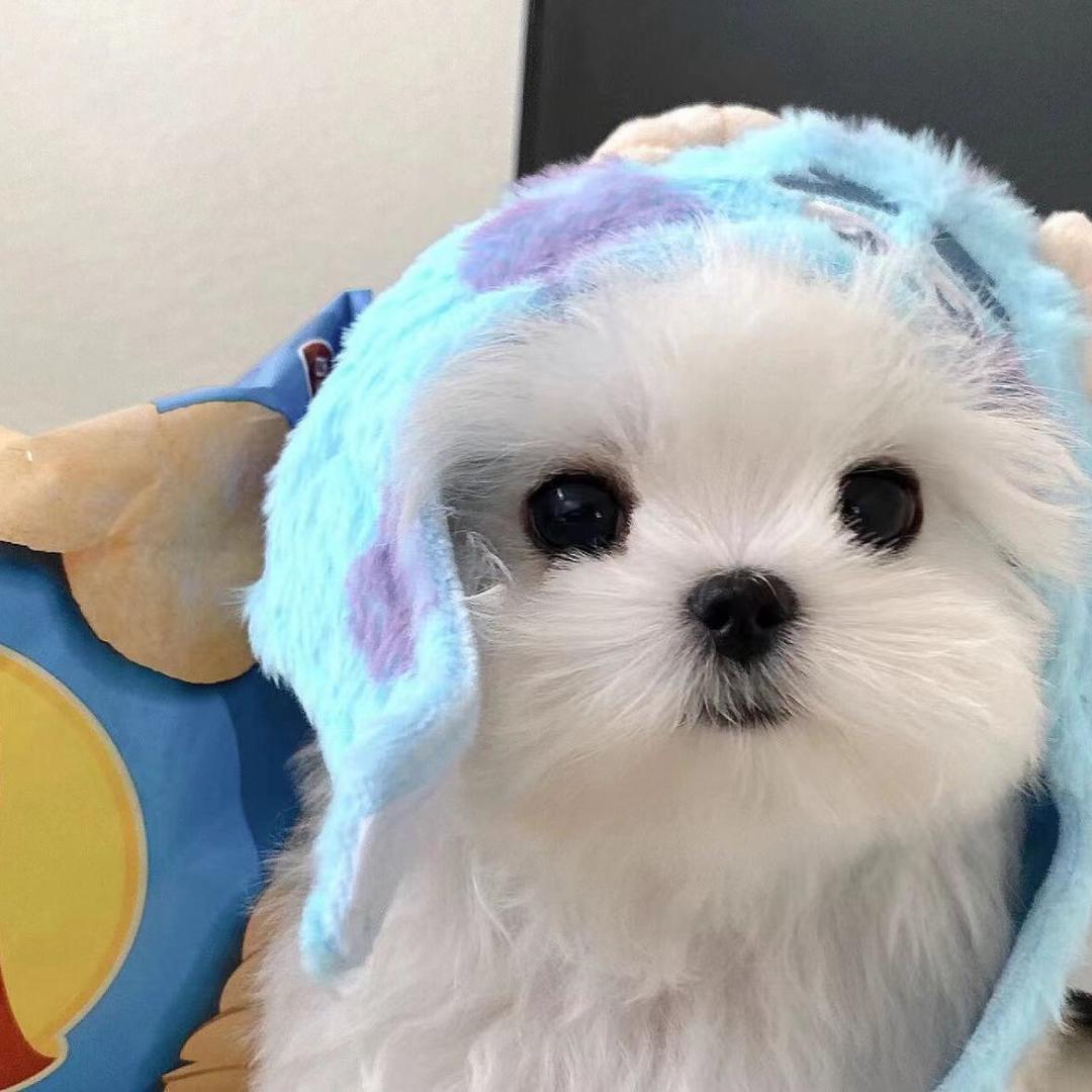 杏树