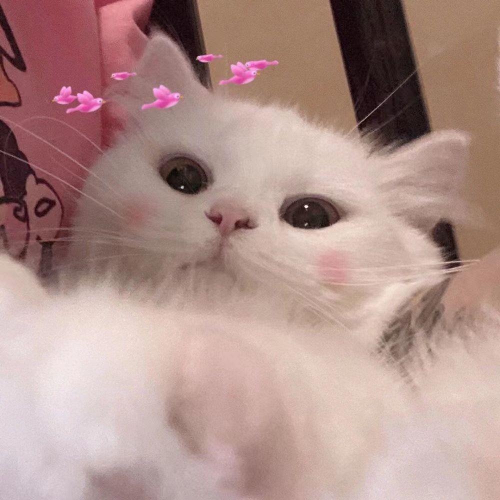 梨更更