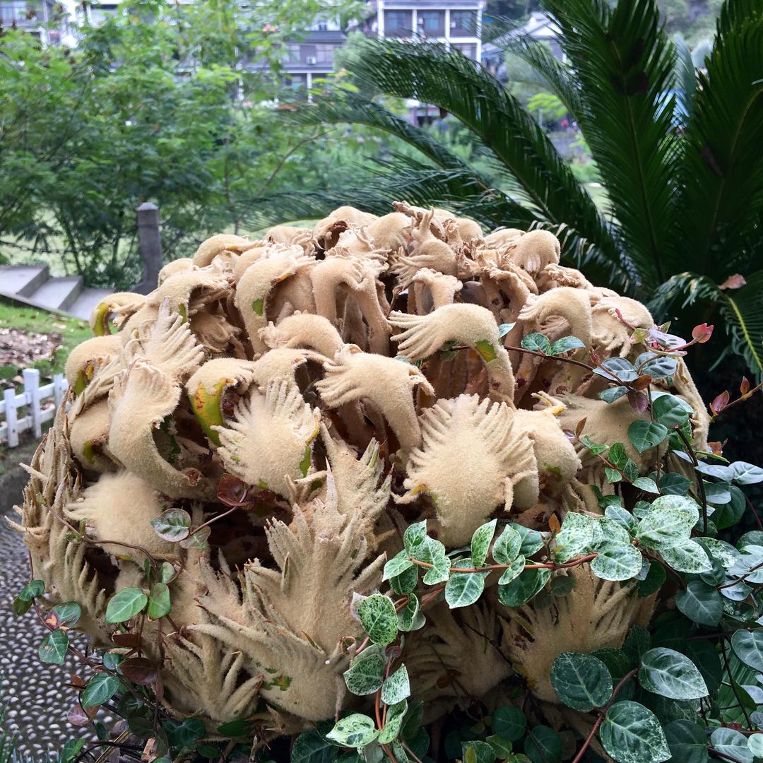 刘好