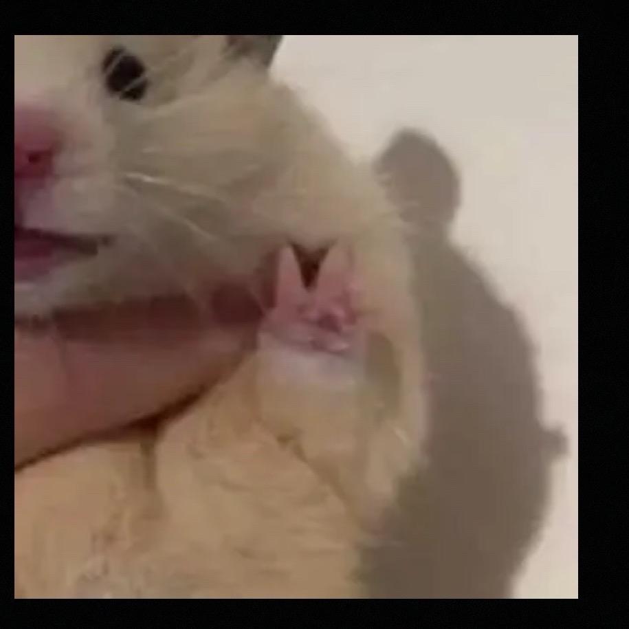 寻宝鼠三角洲-CC