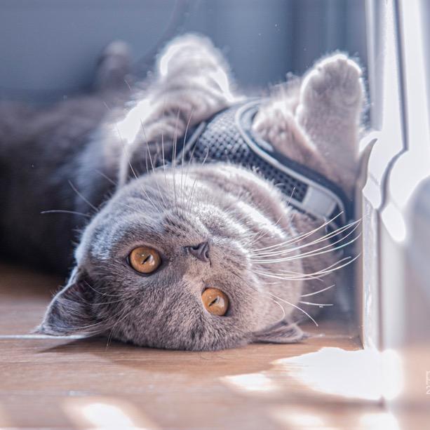 爱猫🐱LUCK