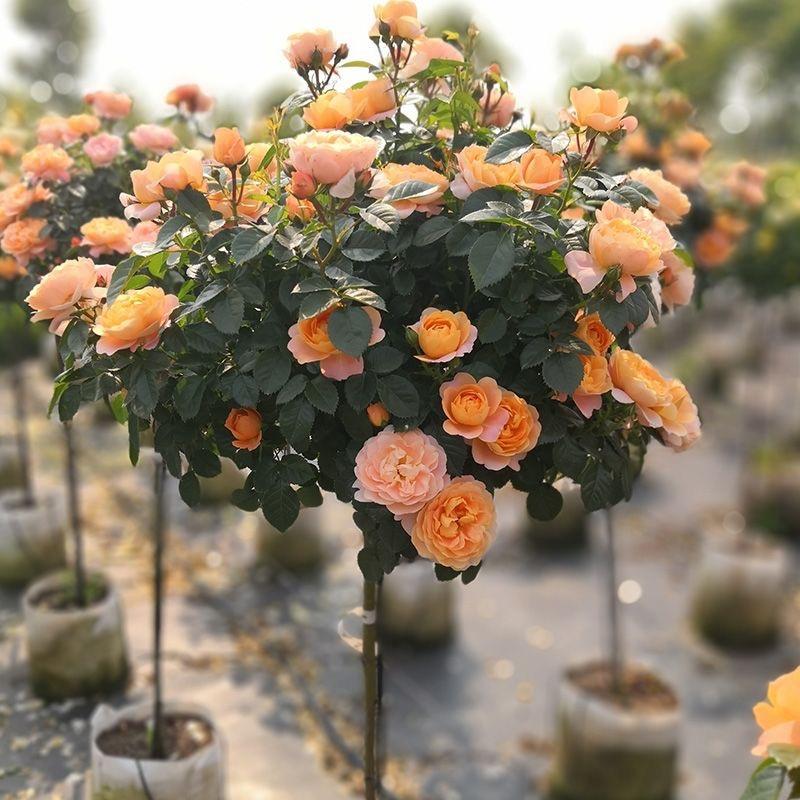 莫奈花园月季玫瑰