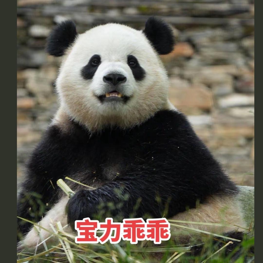 爱猫猫🐱