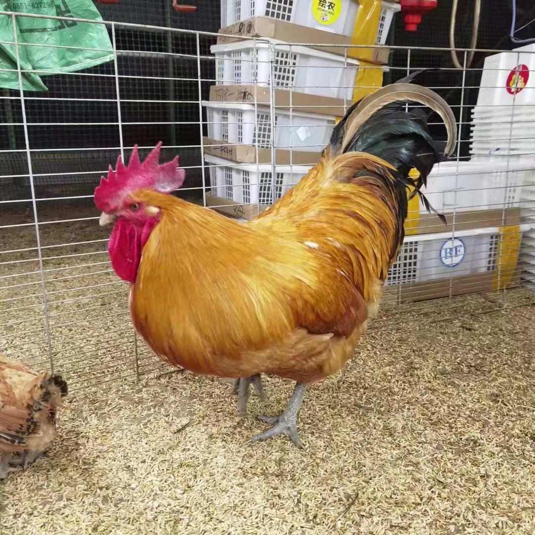 沐萍养殖